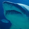 Гигантская акула атаковала женщину на глазах у дайверов