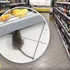 Крысы в хлебе: в киевском супермаркете обнаружили "гостей"