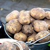 На украинские рынки завезли ядовитый картофель: как уберечься 