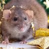 Приметы в год Крысы: что нельзя делать 