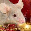 Приметы и суеверия: чего стоит опасаться в год Белой Крысы 