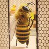 Пчела-блогер поразила яркими снимками 