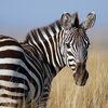 В Германии убили сбежавшую из цирка зебру