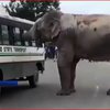 В Індії слон пограбував пасажирів автобуса