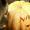 У київському зоопарку звірятка ласують гарбузом із сюрпризом 