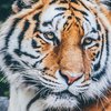 Белорусские таможенники зверски поиздевались над тиграми 