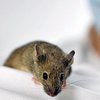 74-летняя британка умерла в поисках мыши 