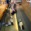 У Китаї власник кафе пофарбував собак "під панду" (відео)