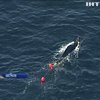 Поблизу узбережжя Австралії врятували дитинча горбатого кита