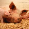 В Китае выращивают свиней шокирующих размеров