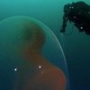 В океане нашли "инопланетный" эмбрион (видео)
