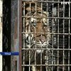У Польщі врятували від загибелі дев'ять тигрів