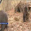 У Карпатах ведмеді навідуються по їжу до людських осель