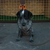 "Детей бы еще в клетку": в киевском магазине появились камеры для собак 