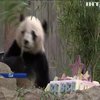 У зоопарку Вашингтона панда Бей Бей набирається вітамінів перед тривалим переїздом