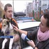 Мешканці Хмельницького вимагають покарати високопосадовця за жорстоке поводження з собакою