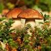 Какие грибы могут укрепить иммунную систему 