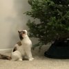 Кот попал в "плен" новогодней елки (видео)
