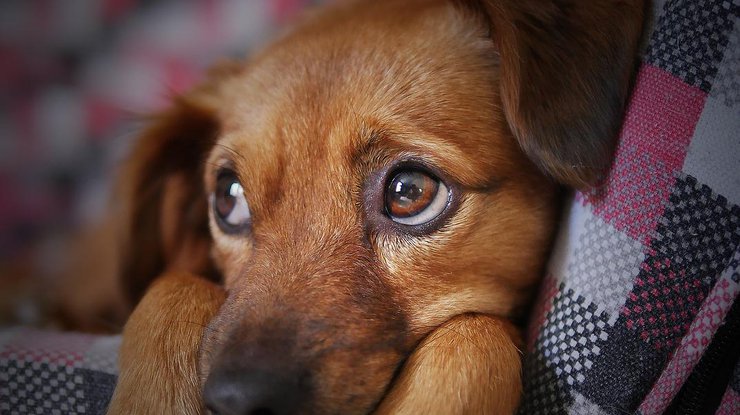 Любовь собаки к хозяину закончилась мучительной смертью. Фото Pixabay