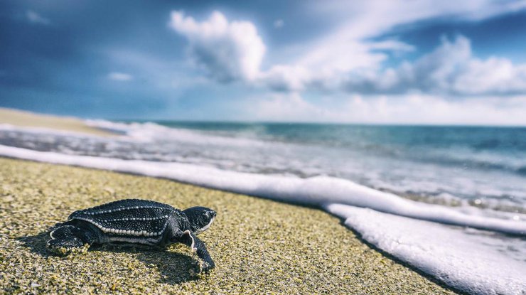 Черепаха / Фото: National Geographic