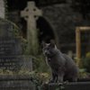 Почему опасно оборачиваться на кладбище: приметы и суеверия 