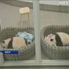 Бельгійський зоопарк поповнився дитинчатами панди