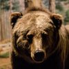 Девушка случайно закрыла медведя в авто (видео)