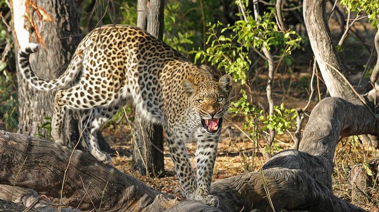 Леопард напал на ребенка, фото: Pixabay