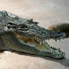 "Нашли левую ногу": крокодил зверски расправился с мужчиной (видео)