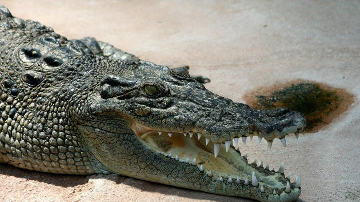 Крокодил / Фото: geo.ru