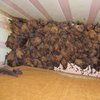 Жильцы нашли в квартире почти 2000 летучих мышей