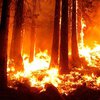 Грузию охватили мощные лесные пожары