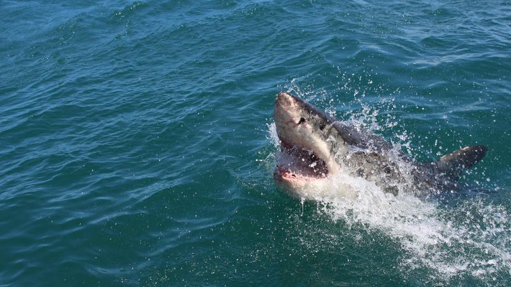 На мужчину напала акула, фото: unsplash.com
