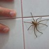 Почему нельзя убивать пауков: приметы и суеверия 