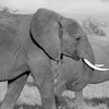 В Индии умерла самая старая слониха в мире