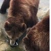 Яблоко vs iPhone: турист накормил медведя смартфоном (видео)