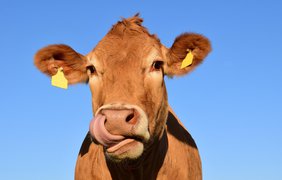 В Британии создали сайт знакомств для коров 