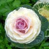 В Китае вывели новый сорт съедобной розы