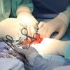 Посмертное донорство и трансплантация органов: кому будут давать согласие 