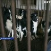 Кінець традиціям: у Південній Кореї закривають собачі ферми