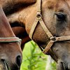 В США мужчину осудили за изнасилование лошади