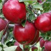 Как высаживать яблони