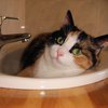 Реакция кота на воду рассмешила сеть (видео)