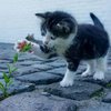 Мультфильм о дружбе котенка и питбуля растрогал пользователей сети (видео)
