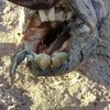 Посреди поля нашли загадочное существо с человеческими зубами