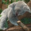 "Сексуальная" коала до слез насмешила сеть (фото) 