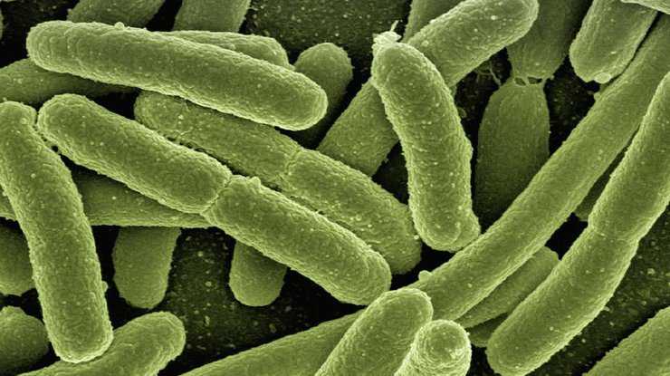 Олиготрофный рост позволяет бактериям успешно пережить действие антибиотиков. Фото pixabay.com
