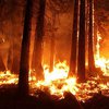 В Британии вспыхнул масштабный лесной пожар 