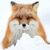 Интернет-пользователи пришли в восторг от пушистых лисичек (фото)