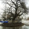 У Києві створили карту найстаріших дерев столиці